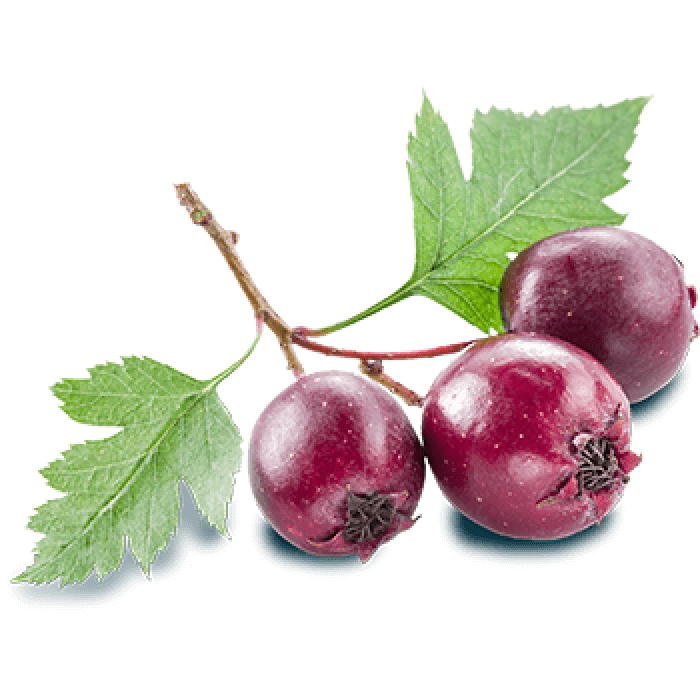 Wei&szlig;dornbl&uuml;ten Blattextrakt