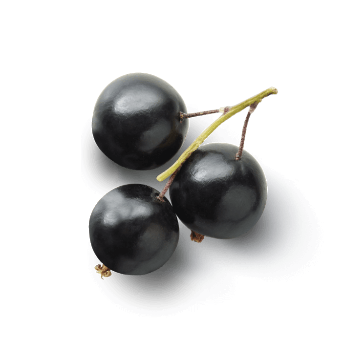 Extrakt aus Fr&uuml;chten der Schwarzen Johannisbeere  